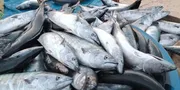 Karadeniz'de Palamut Bolluğu: Tanesi 75 Liraya Düştü