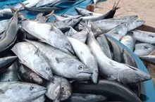 Karadeniz'de Palamut Bolluğu: Tanesi 75 Liraya Düştü