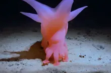 Meet Barbie Pig: New Documentary Reveals the Wonders of Life on the Pacific Seabed