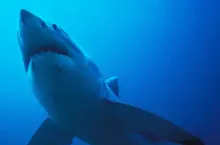 Thursday News Quiz: Superheroes, AI Zeroes and a Very Lost Shark