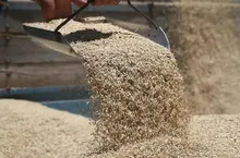 TMO'nun Arpa Satışları Bugün İtibarıyla Başladı