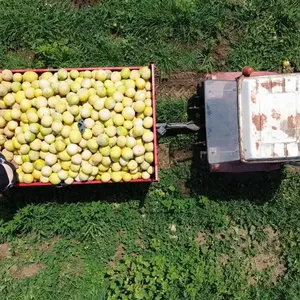 Bafra Ovası'nda yetiştirilen Süheyla kavununda hasat sürüyor