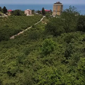 Fındık hasadı öncesi "kritik hazırlıklar" yoğunlaştı