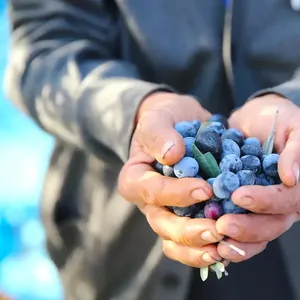 Hatay'da 201 bin ton zeytin rekoltesi bekleniyor