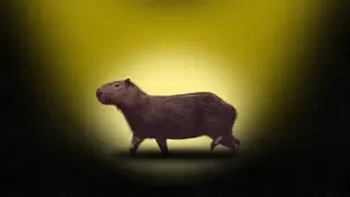 ‘I Just Saw This Furry Brown Bottom Disappear!’ in Search of Samba – The Fearless Fugitive Capybara