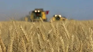 TMO, Bu Ay Piyasaya 5,5 Milyon Ton Buğday Arz Edecek