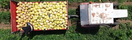 Bafra Ovası'nda yetiştirilen Süheyla kavununda hasat sürüyor