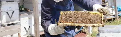 Çubuk'ta arıcılar çiçek balı hasadına başladı