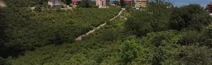 Fındık hasadı öncesi "kritik hazırlıklar" yoğunlaştı