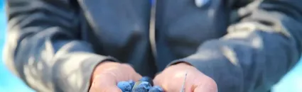 Hatay'da 201 bin ton zeytin rekoltesi bekleniyor