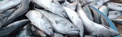 Karadeniz'de Palamut Bolluğu: Tanesi 75 Liraya Düştü