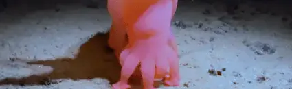 Meet Barbie Pig: New Documentary Reveals the Wonders of Life on the Pacific Seabed