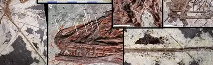 Şaşırtan Dinozor Keşfi: Sadece 53 Santim, ama Dört Kanadı Var