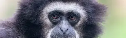 They’re The Sopranos of The Forest, So What’s Silencing The Gibbons’ Morning Chorus?