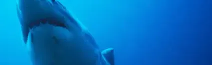 Thursday News Quiz: Superheroes, AI Zeroes and a Very Lost Shark