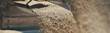 TMO'nun Arpa Satışları Bugün İtibarıyla Başladı