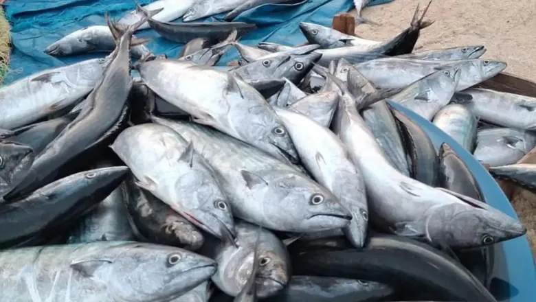 Karadeniz'de Palamut Bolluğu: Tanesi 75 Liraya Düştü