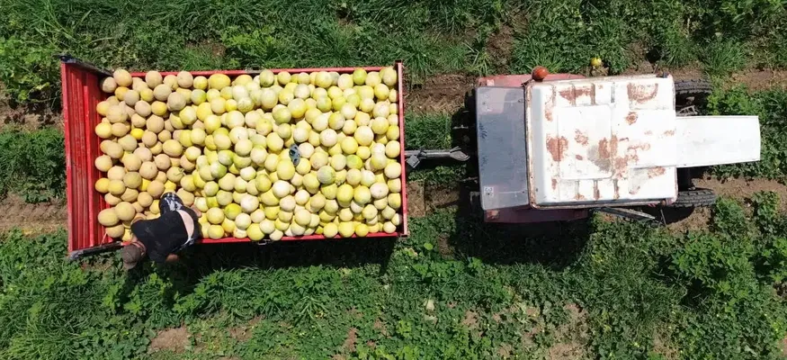 Bafra Ovası'nda yetiştirilen Süheyla kavununda hasat sürüyor