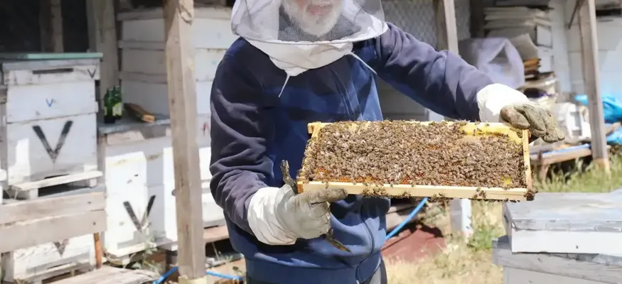 Çubuk'ta arıcılar çiçek balı hasadına başladı
