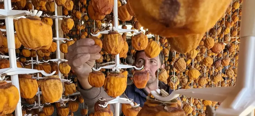 Girişimci iki komşunun kuruttuğu cennet hurması yurt içi ve dışında alıcı buluyor