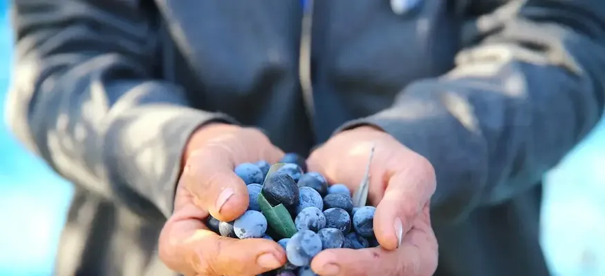 Hatay'da 201 bin ton zeytin rekoltesi bekleniyor