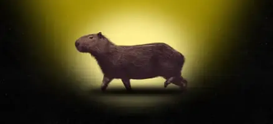 ‘I Just Saw This Furry Brown Bottom Disappear!’ in Search of Samba – The Fearless Fugitive Capybara