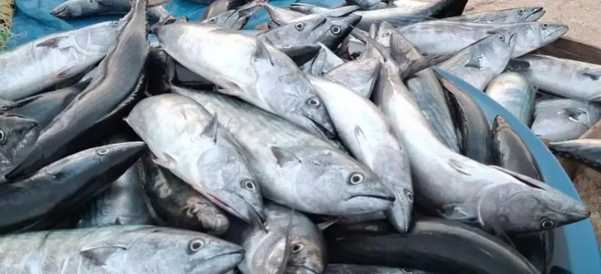 Karadeniz'de Palamut Bolluğu: Tanesi 75 Liraya Düştü