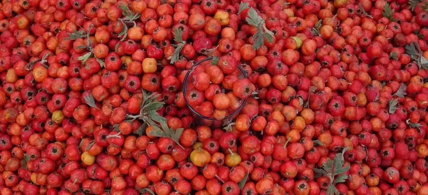 Kışın Habercisi Tezgahlara Çıktı: Kilosu 400 Liradan Satılıyor