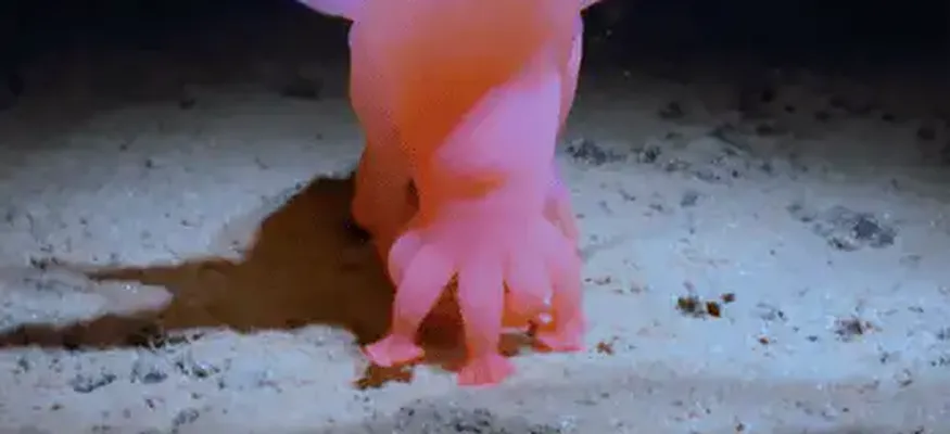 Meet Barbie Pig: New Documentary Reveals the Wonders of Life on the Pacific Seabed