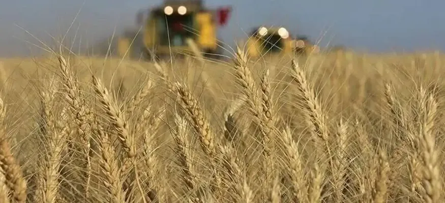 TMO, Bu Ay Piyasaya 5,5 Milyon Ton Buğday Arz Edecek