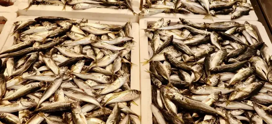 Trabzon'da balıkçı tezgahlarında çeşitlilik sürüyor