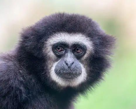 They’re The Sopranos of The Forest, So What’s Silencing The Gibbons’ Morning Chorus?